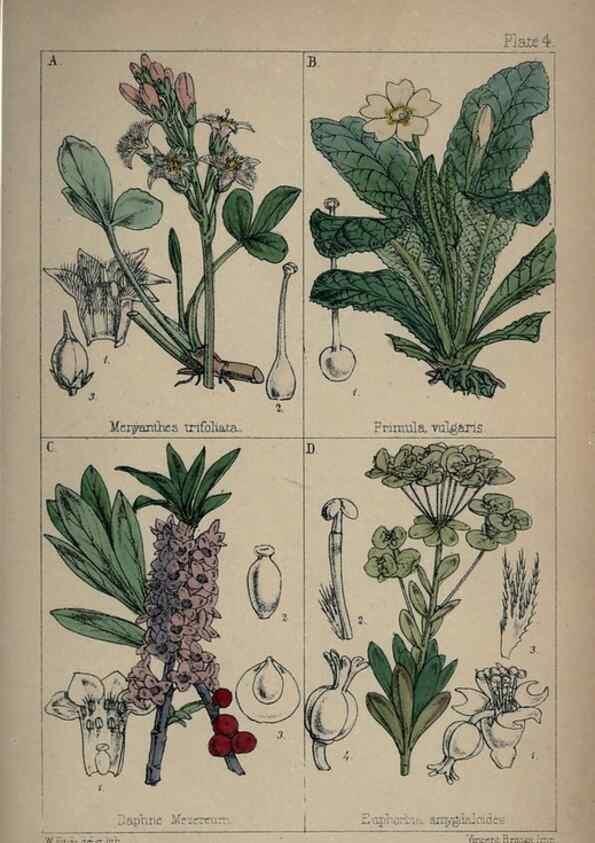 Reproducción/Reproduction 7454748394: British wild flowers :. London,Reeve,1867.