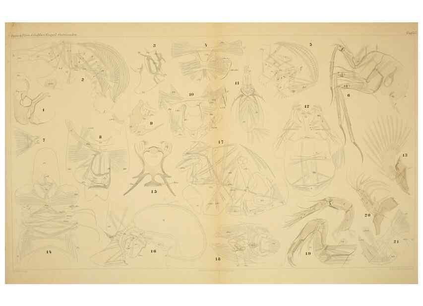 Reproducción/Reproduction 7448784120: Die ostracoden des golfes von Neapel und der angrenzenden meeres-abschnitte. Berlin,R. Friedlander,1894.