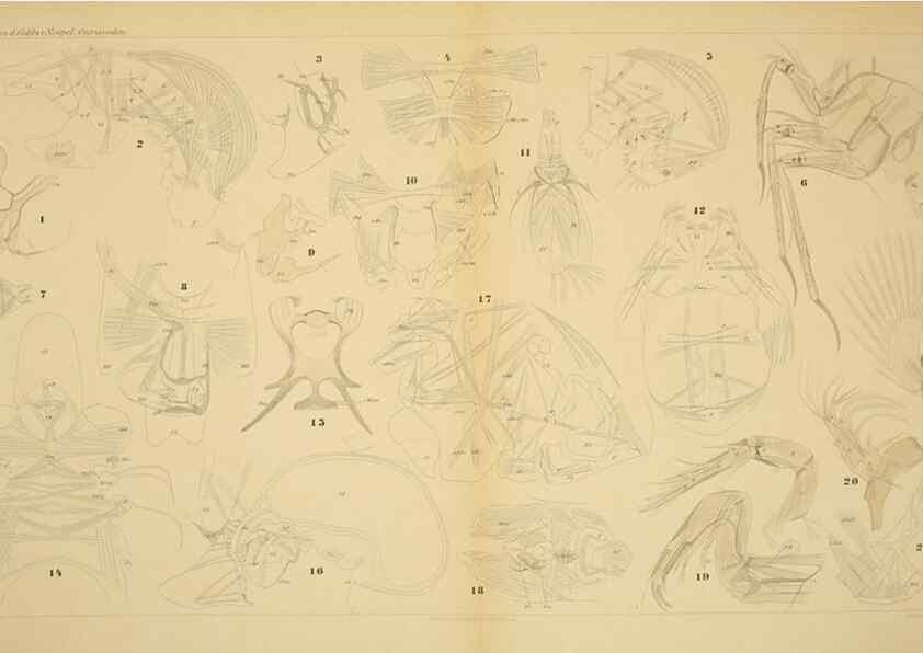 Reproducción/Reproduction 7448784120: Die ostracoden des golfes von Neapel und der angrenzenden meeres-abschnitte. Berlin,R. Friedlander,1894.
