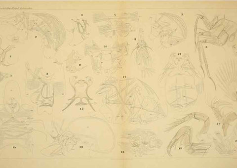 Reproducción/Reproduction 7448784120: Die ostracoden des golfes von Neapel und der angrenzenden meeres-abschnitte. Berlin,R. Friedlander,1894.