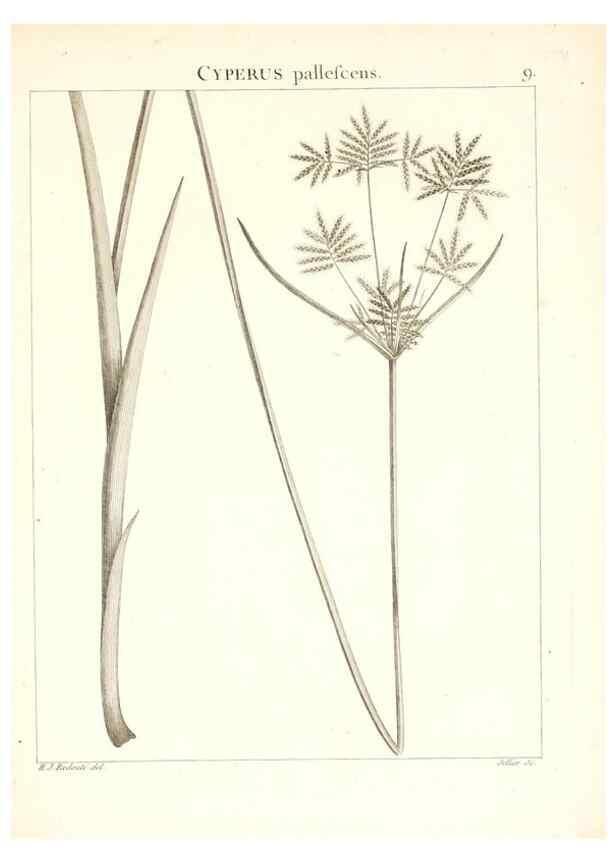 Reproducción/Reproduction 7455930500: Flora Atlantica, sive, Historia plantarum quae in Atlante, agro Tunetano et Algeriensi crescunt /. Parisiis :Apud Blanchon,1800.
