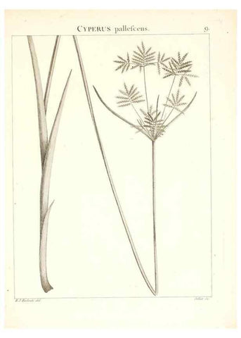 Reproducción/Reproduction 7455930500: Flora Atlantica, sive, Historia plantarum quae in Atlante, agro Tunetano et Algeriensi crescunt /. Parisiis :Apud Blanchon,1800.