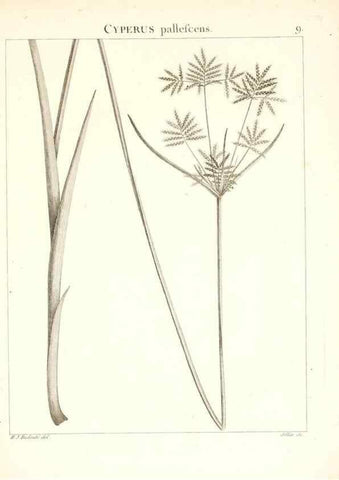 Reproducción/Reproduction 7455930500: Flora Atlantica, sive, Historia plantarum quae in Atlante, agro Tunetano et Algeriensi crescunt /. Parisiis :Apud Blanchon,1800.