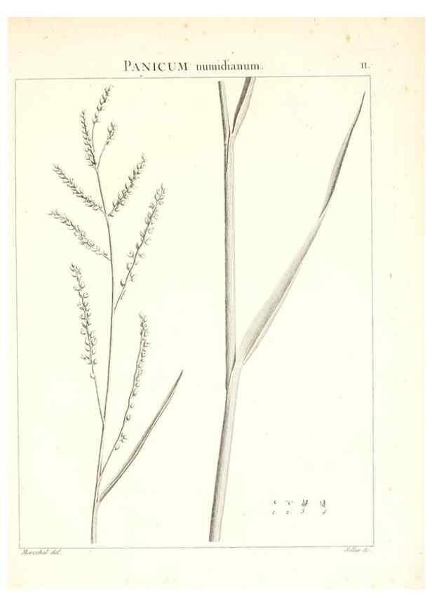 Reproducción/Reproduction 7455932066: Flora Atlantica, sive, Historia plantarum quae in Atlante, agro Tunetano et Algeriensi crescunt /. Parisiis :Apud Blanchon,1800.