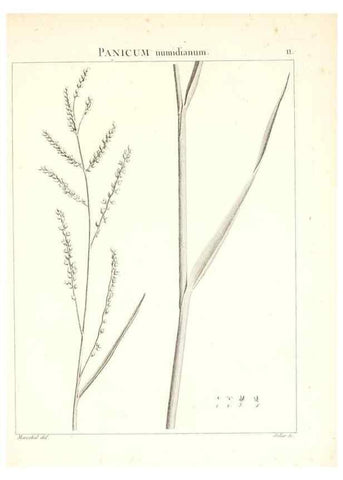 Reproducción/Reproduction 7455932066: Flora Atlantica, sive, Historia plantarum quae in Atlante, agro Tunetano et Algeriensi crescunt /. Parisiis :Apud Blanchon,1800.