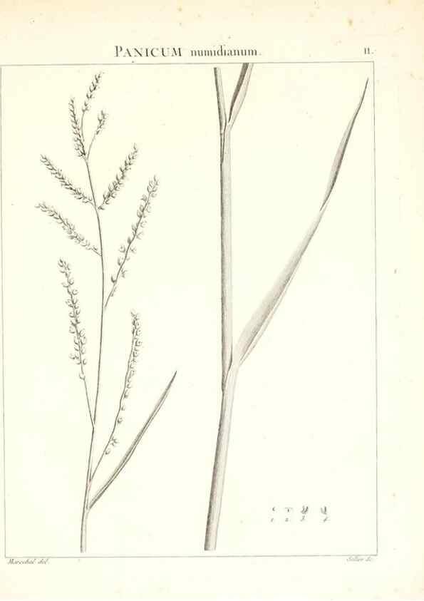 Reproducción/Reproduction 7455932066: Flora Atlantica, sive, Historia plantarum quae in Atlante, agro Tunetano et Algeriensi crescunt /. Parisiis :Apud Blanchon,1800.