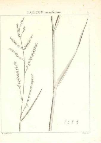 Reproducción/Reproduction 7455932066: Flora Atlantica, sive, Historia plantarum quae in Atlante, agro Tunetano et Algeriensi crescunt /. Parisiis :Apud Blanchon,1800.