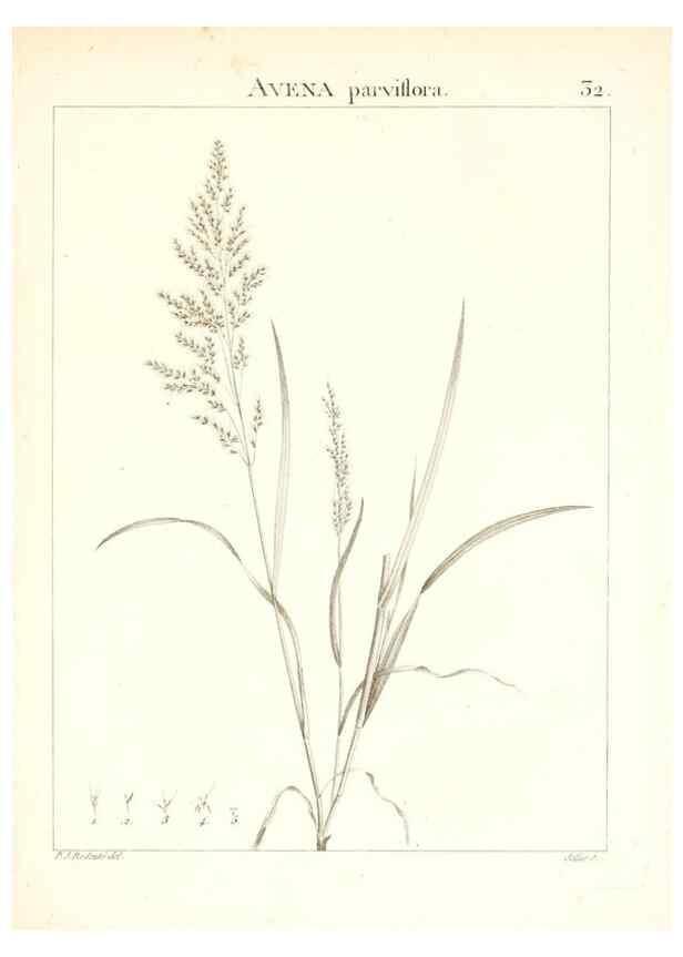 Reproducción/Reproduction 7455951568: Flora Atlantica, sive, Historia plantarum quae in Atlante, agro Tunetano et Algeriensi crescunt /. Parisiis :Apud Blanchon,1800.