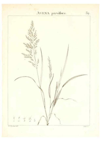 Reproducción/Reproduction 7455951568: Flora Atlantica, sive, Historia plantarum quae in Atlante, agro Tunetano et Algeriensi crescunt /. Parisiis :Apud Blanchon,1800.