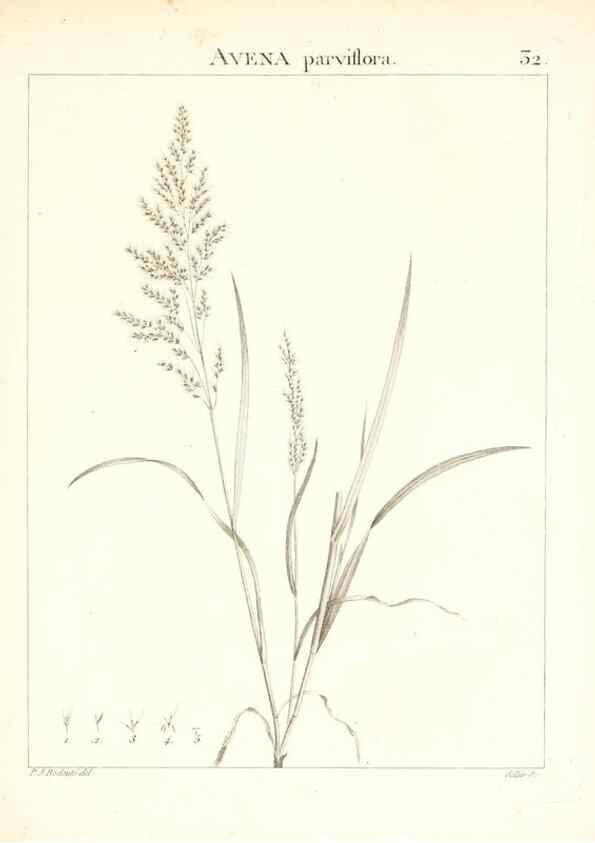 Reproducción/Reproduction 7455951568: Flora Atlantica, sive, Historia plantarum quae in Atlante, agro Tunetano et Algeriensi crescunt /. Parisiis :Apud Blanchon,1800.