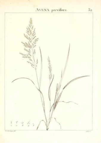 Reproducción/Reproduction 7455951568: Flora Atlantica, sive, Historia plantarum quae in Atlante, agro Tunetano et Algeriensi crescunt /. Parisiis :Apud Blanchon,1800.
