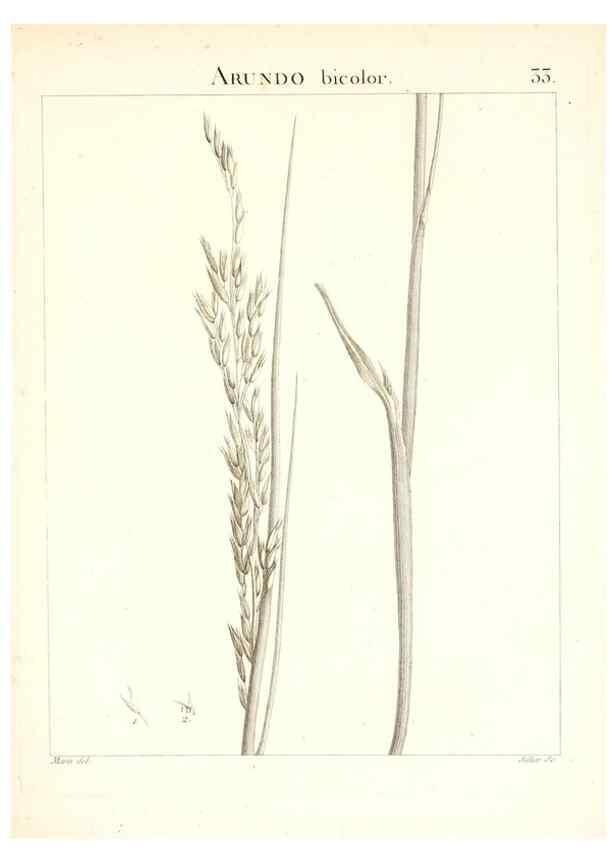 Reproducción/Reproduction 7455952386: Flora Atlantica, sive, Historia plantarum quae in Atlante, agro Tunetano et Algeriensi crescunt /. Parisiis :Apud Blanchon,1800.