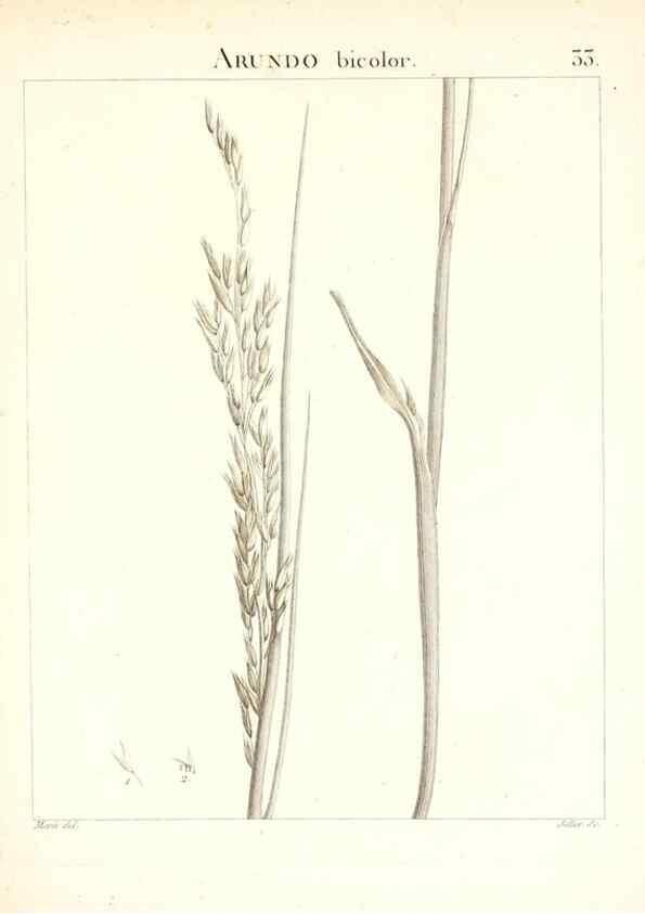Reproducción/Reproduction 7455952386: Flora Atlantica, sive, Historia plantarum quae in Atlante, agro Tunetano et Algeriensi crescunt /. Parisiis :Apud Blanchon,1800.