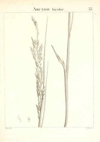 Reproducción/Reproduction 7455952386: Flora Atlantica, sive, Historia plantarum quae in Atlante, agro Tunetano et Algeriensi crescunt /. Parisiis :Apud Blanchon,1800.