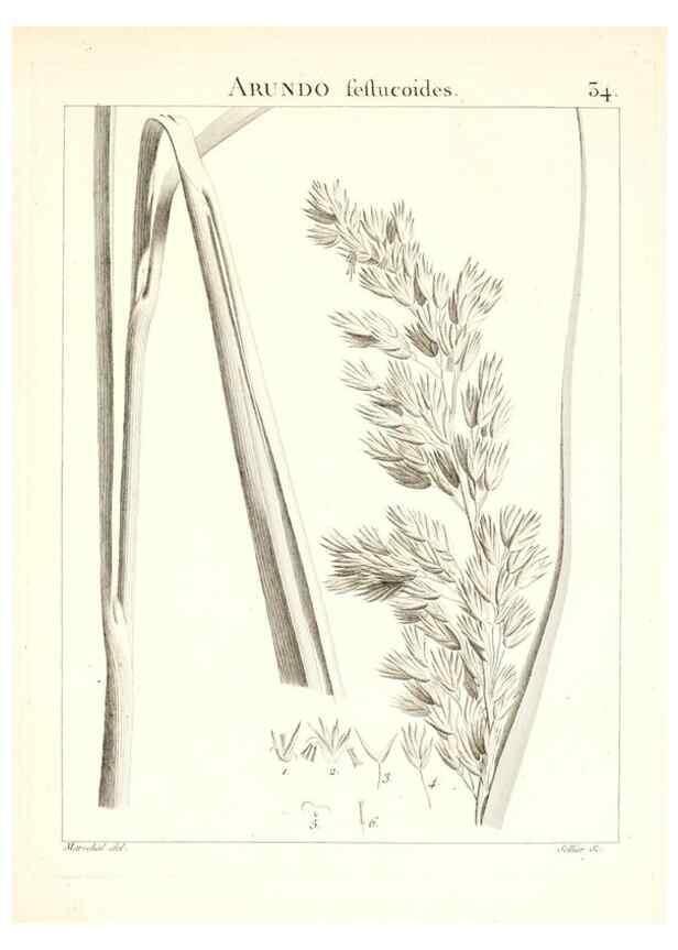 Reproducción/Reproduction 7455953362: Flora Atlantica, sive, Historia plantarum quae in Atlante, agro Tunetano et Algeriensi crescunt /. Parisiis :Apud Blanchon,1800.