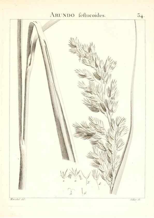 Reproducción/Reproduction 7455953362: Flora Atlantica, sive, Historia plantarum quae in Atlante, agro Tunetano et Algeriensi crescunt /. Parisiis :Apud Blanchon,1800.