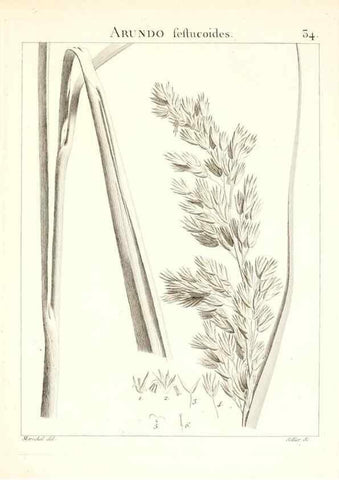 Reproducción/Reproduction 7455953362: Flora Atlantica, sive, Historia plantarum quae in Atlante, agro Tunetano et Algeriensi crescunt /. Parisiis :Apud Blanchon,1800.