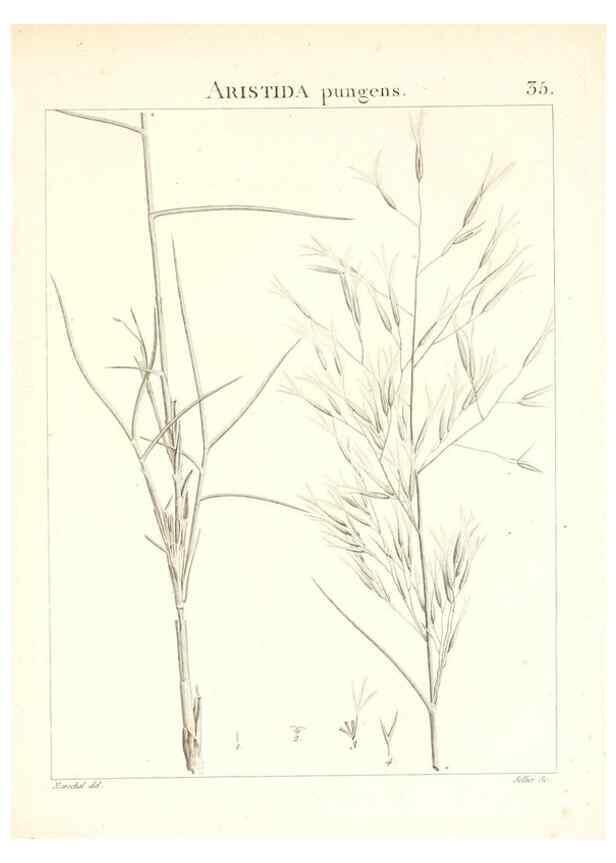 Reproducción/Reproduction 7455954358: Flora Atlantica, sive, Historia plantarum quae in Atlante, agro Tunetano et Algeriensi crescunt /. Parisiis :Apud Blanchon,1800.
