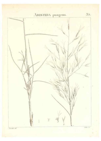 Reproducción/Reproduction 7455954358: Flora Atlantica, sive, Historia plantarum quae in Atlante, agro Tunetano et Algeriensi crescunt /. Parisiis :Apud Blanchon,1800.
