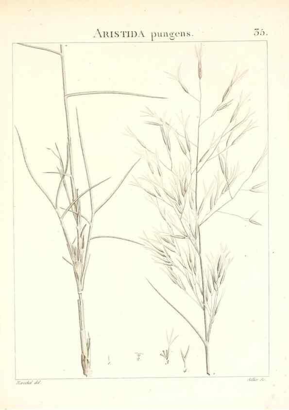Reproducción/Reproduction 7455954358: Flora Atlantica, sive, Historia plantarum quae in Atlante, agro Tunetano et Algeriensi crescunt /. Parisiis :Apud Blanchon,1800.
