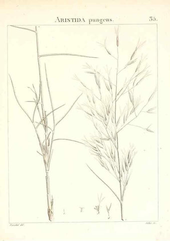 Reproducción/Reproduction 7455954358: Flora Atlantica, sive, Historia plantarum quae in Atlante, agro Tunetano et Algeriensi crescunt /. Parisiis :Apud Blanchon,1800.