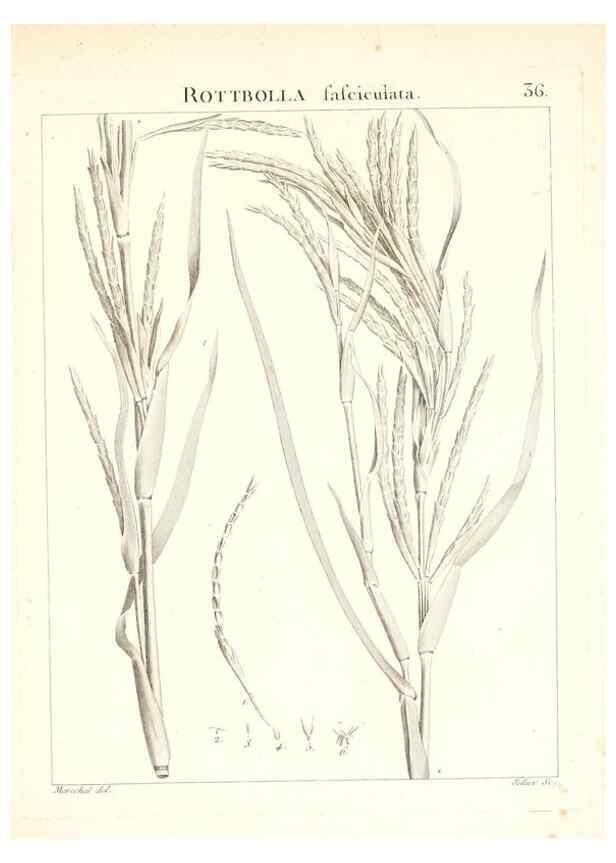 Reproducción/Reproduction 7455955102: Flora Atlantica, sive, Historia plantarum quae in Atlante, agro Tunetano et Algeriensi crescunt /. Parisiis :Apud Blanchon,1800.