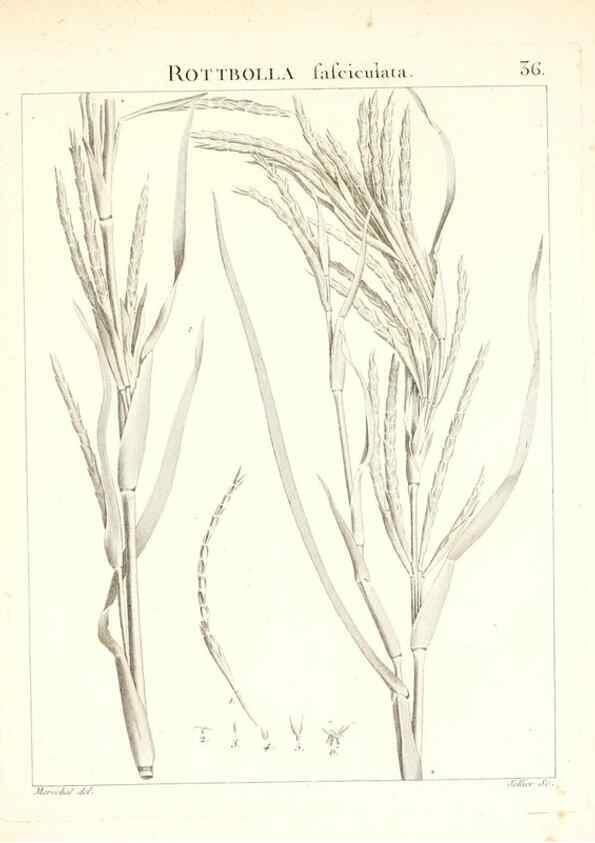 Reproducción/Reproduction 7455955102: Flora Atlantica, sive, Historia plantarum quae in Atlante, agro Tunetano et Algeriensi crescunt /. Parisiis :Apud Blanchon,1800.