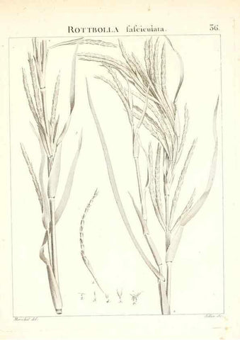Reproducción/Reproduction 7455955102: Flora Atlantica, sive, Historia plantarum quae in Atlante, agro Tunetano et Algeriensi crescunt /. Parisiis :Apud Blanchon,1800.