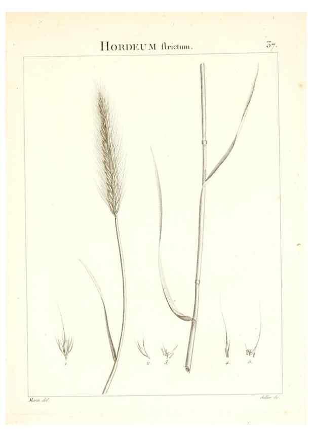 Reproducción/Reproduction 7455956362: Flora Atlantica, sive, Historia plantarum quae in Atlante, agro Tunetano et Algeriensi crescunt /. Parisiis :Apud Blanchon,1800.