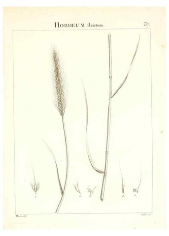 Reproducción/Reproduction 7455956362: Flora Atlantica, sive, Historia plantarum quae in Atlante, agro Tunetano et Algeriensi crescunt /. Parisiis :Apud Blanchon,1800.