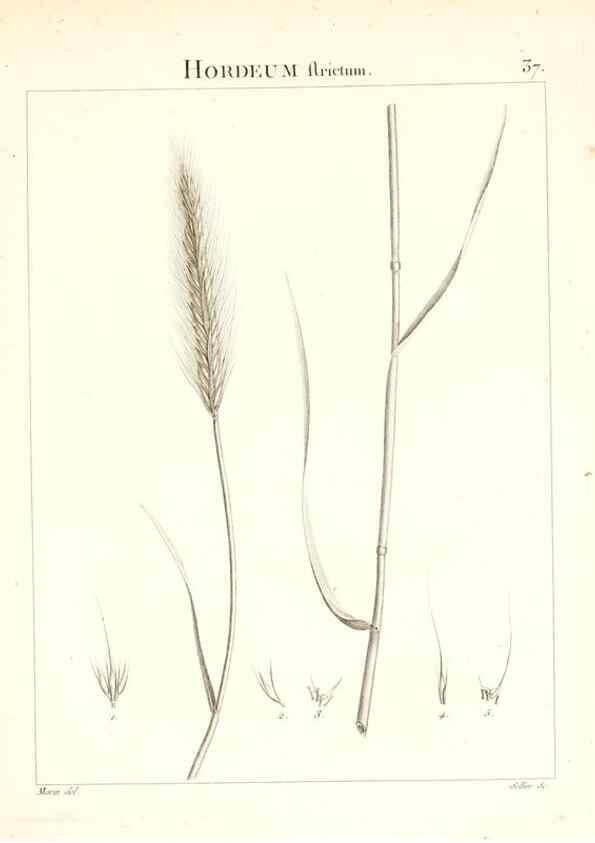 Reproducción/Reproduction 7455956362: Flora Atlantica, sive, Historia plantarum quae in Atlante, agro Tunetano et Algeriensi crescunt /. Parisiis :Apud Blanchon,1800.