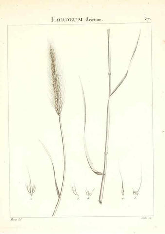 Reproducción/Reproduction 7455956362: Flora Atlantica, sive, Historia plantarum quae in Atlante, agro Tunetano et Algeriensi crescunt /. Parisiis :Apud Blanchon,1800.