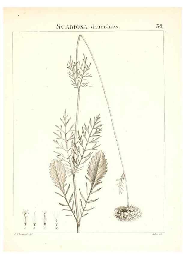 Reproducción/Reproduction 7455957536: Flora Atlantica, sive, Historia plantarum quae in Atlante, agro Tunetano et Algeriensi crescunt /. Parisiis :Apud Blanchon,1800.