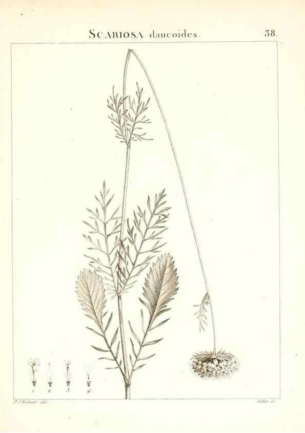 Reproducción/Reproduction 7455957536: Flora Atlantica, sive, Historia plantarum quae in Atlante, agro Tunetano et Algeriensi crescunt /. Parisiis :Apud Blanchon,1800.