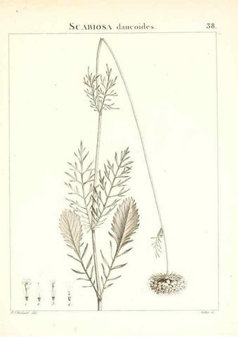 Reproducción/Reproduction 7455957536: Flora Atlantica, sive, Historia plantarum quae in Atlante, agro Tunetano et Algeriensi crescunt /. Parisiis :Apud Blanchon,1800.