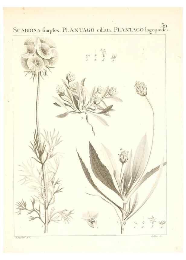 Reproducción/Reproduction 7455958478: Flora Atlantica, sive, Historia plantarum quae in Atlante, agro Tunetano et Algeriensi crescunt /. Parisiis :Apud Blanchon,1800.