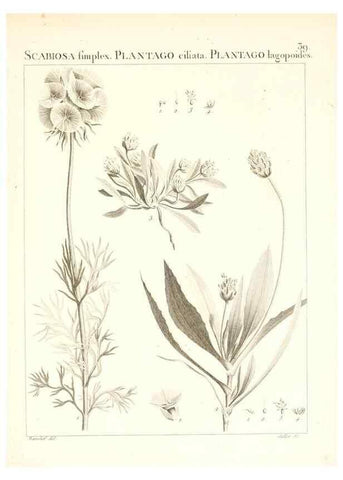 Reproducción/Reproduction 7455958478: Flora Atlantica, sive, Historia plantarum quae in Atlante, agro Tunetano et Algeriensi crescunt /. Parisiis :Apud Blanchon,1800.