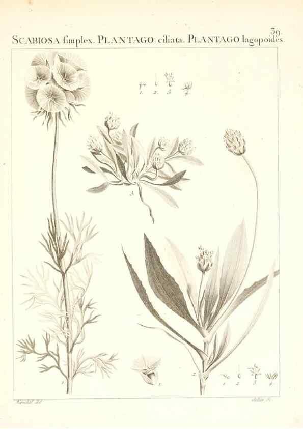 Reproducción/Reproduction 7455958478: Flora Atlantica, sive, Historia plantarum quae in Atlante, agro Tunetano et Algeriensi crescunt /. Parisiis :Apud Blanchon,1800.
