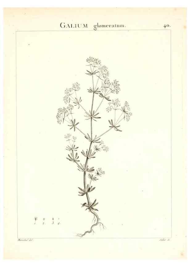 Reproducción/Reproduction 7455959362: Flora Atlantica, sive, Historia plantarum quae in Atlante, agro Tunetano et Algeriensi crescunt /. Parisiis :Apud Blanchon,1800.