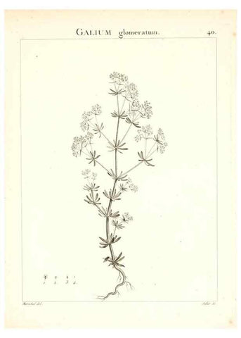 Reproducción/Reproduction 7455959362: Flora Atlantica, sive, Historia plantarum quae in Atlante, agro Tunetano et Algeriensi crescunt /. Parisiis :Apud Blanchon,1800.