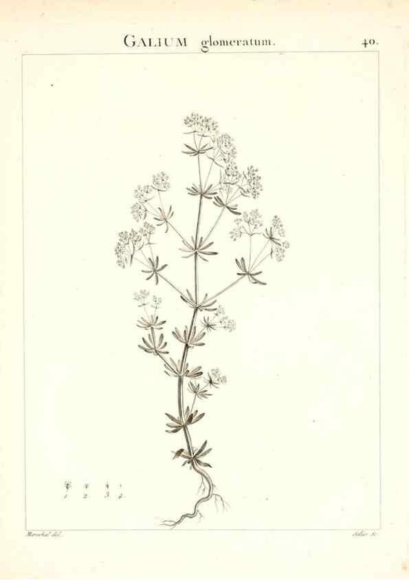 Reproducción/Reproduction 7455959362: Flora Atlantica, sive, Historia plantarum quae in Atlante, agro Tunetano et Algeriensi crescunt /. Parisiis :Apud Blanchon,1800.