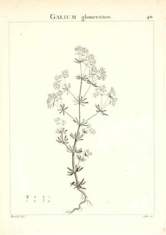 Reproducción/Reproduction 7455959362: Flora Atlantica, sive, Historia plantarum quae in Atlante, agro Tunetano et Algeriensi crescunt /. Parisiis :Apud Blanchon,1800.