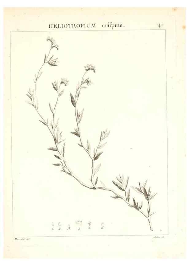 Reproducción/Reproduction 7455960448: Flora Atlantica, sive, Historia plantarum quae in Atlante, agro Tunetano et Algeriensi crescunt /. Parisiis :Apud Blanchon,1800.