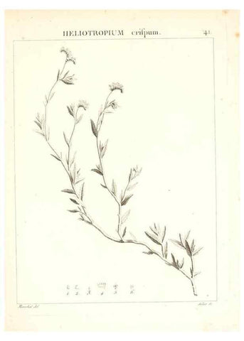 Reproducción/Reproduction 7455960448: Flora Atlantica, sive, Historia plantarum quae in Atlante, agro Tunetano et Algeriensi crescunt /. Parisiis :Apud Blanchon,1800.