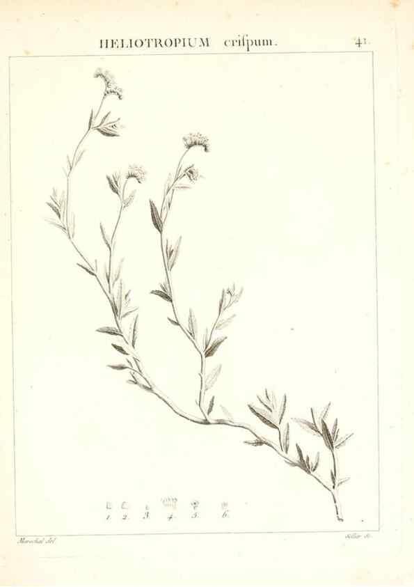 Reproducción/Reproduction 7455960448: Flora Atlantica, sive, Historia plantarum quae in Atlante, agro Tunetano et Algeriensi crescunt /. Parisiis :Apud Blanchon,1800.