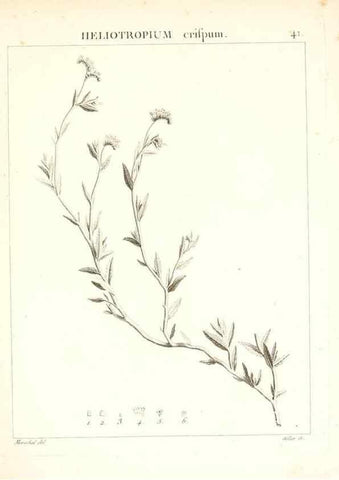 Reproducción/Reproduction 7455960448: Flora Atlantica, sive, Historia plantarum quae in Atlante, agro Tunetano et Algeriensi crescunt /. Parisiis :Apud Blanchon,1800.
