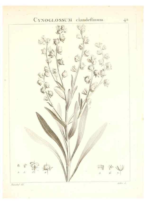 Reproducción/Reproduction 7455961076: Flora Atlantica, sive, Historia plantarum quae in Atlante, agro Tunetano et Algeriensi crescunt /. Parisiis :Apud Blanchon,1800.