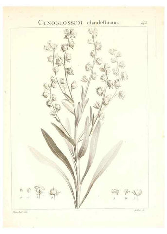 Reproducción/Reproduction 7455961076: Flora Atlantica, sive, Historia plantarum quae in Atlante, agro Tunetano et Algeriensi crescunt /. Parisiis :Apud Blanchon,1800.