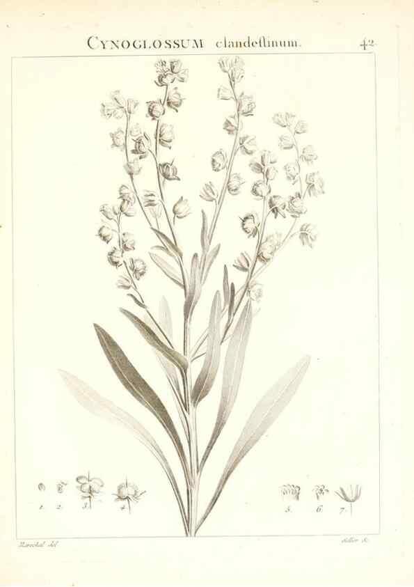 Reproducción/Reproduction 7455961076: Flora Atlantica, sive, Historia plantarum quae in Atlante, agro Tunetano et Algeriensi crescunt /. Parisiis :Apud Blanchon,1800.