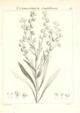 Reproducción/Reproduction 7455961076: Flora Atlantica, sive, Historia plantarum quae in Atlante, agro Tunetano et Algeriensi crescunt /. Parisiis :Apud Blanchon,1800.